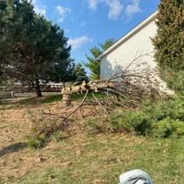 A tree that has fallen in the grass in front of a house.