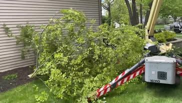 A tree is laying on the ground in front of a house.