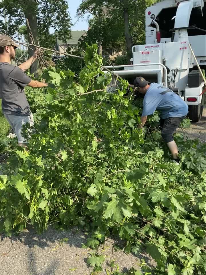 Two men are cutting a tree with a chainsaw.