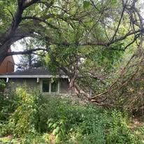 A house is surrounded by trees and bushes in the middle of a forest.