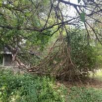 A tree with a lot of branches and leaves is in the middle of a field.
