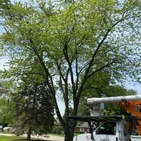 A tree cutting truck is cutting a tree in a park.