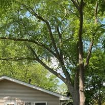 A house with a large tree in front of it.