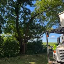 A truck is cutting a tree with a crane.