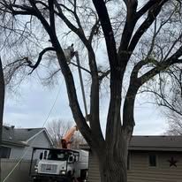 A truck is cutting a tree in front of a house.