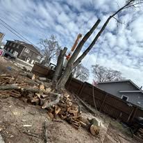 A pile of wood is sitting next to a tree that has been cut down.