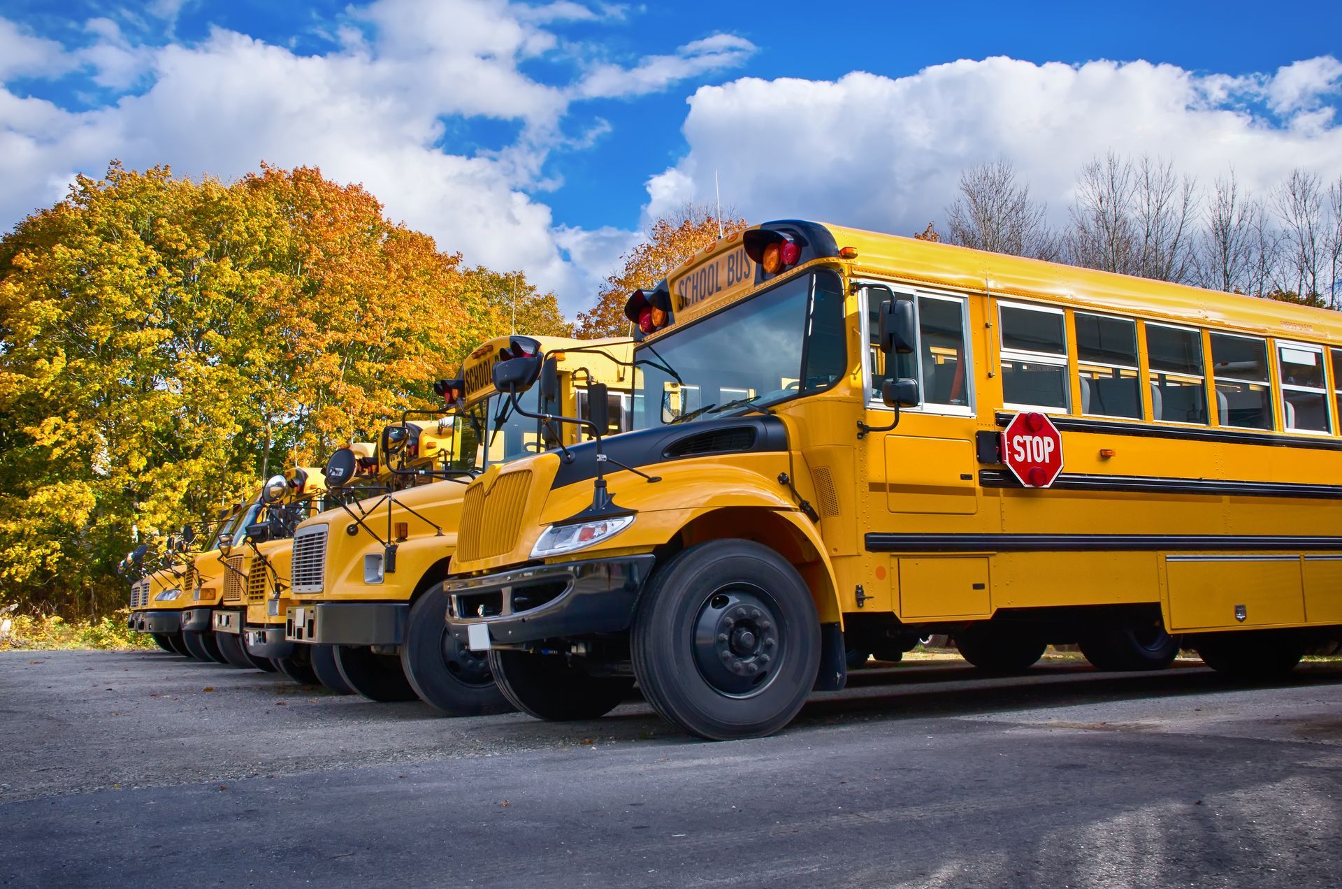 Yellow school buses parked in a row on a concrete lot, autumn trees and blue sky background.