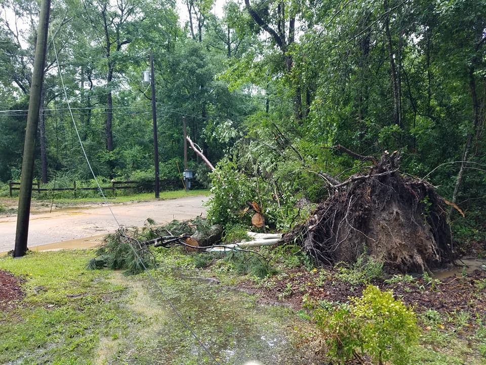 A tree that has fallen on the side of a road.