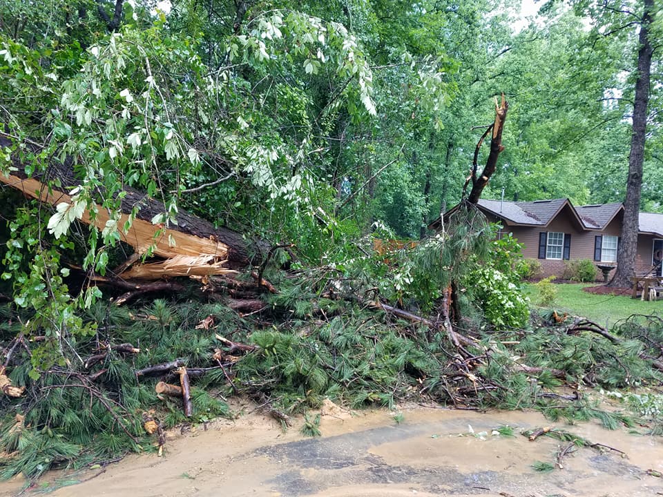 A large tree has fallen on the side of a house.