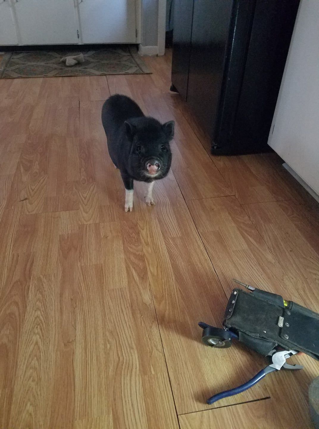 A small black and white pig is standing on a wooden floor in a kitchen.