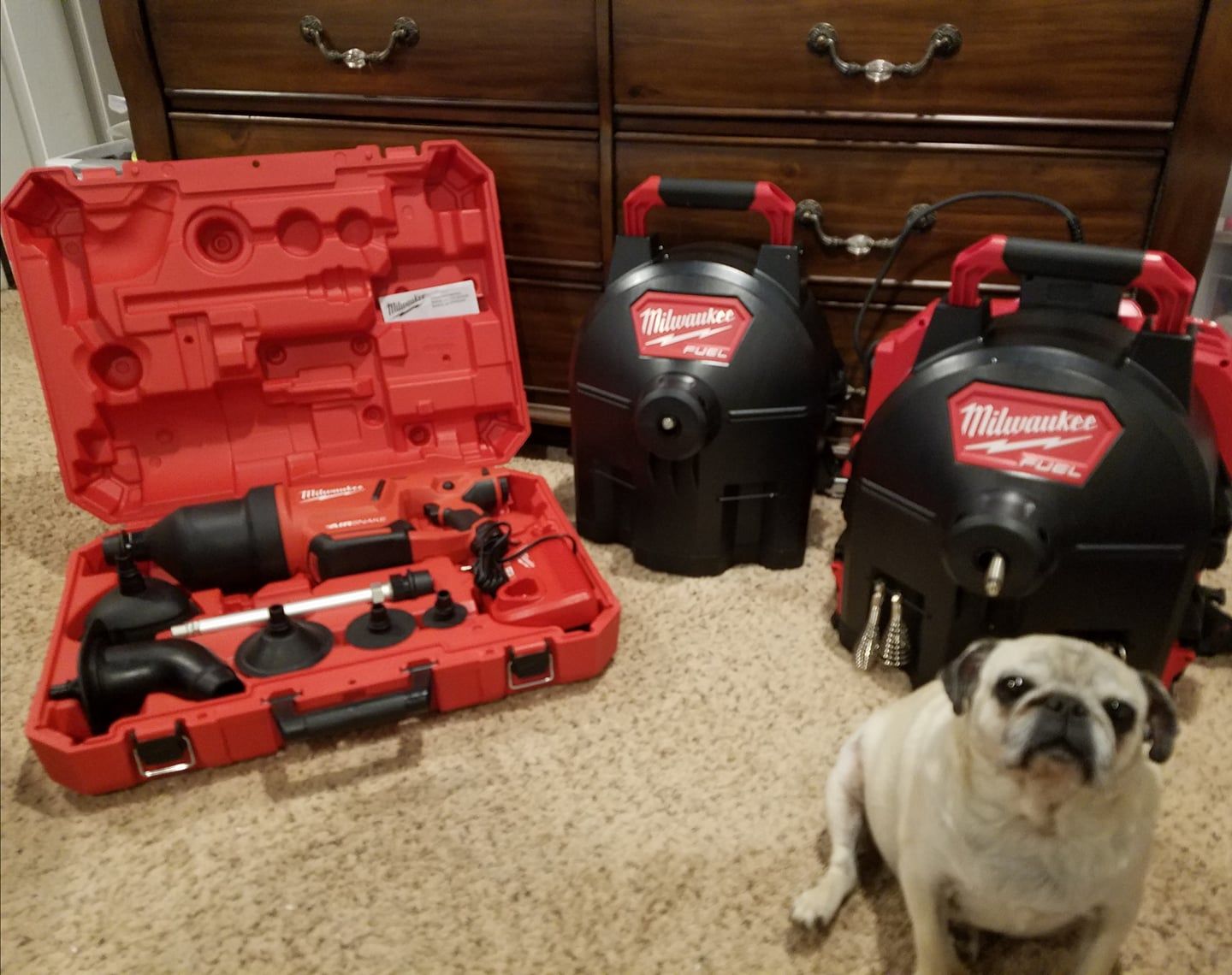 A pug dog is sitting next to a box of milwaukee tools.