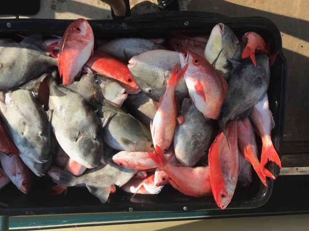 Licensed Fishing Charter Company in St Augustine FL