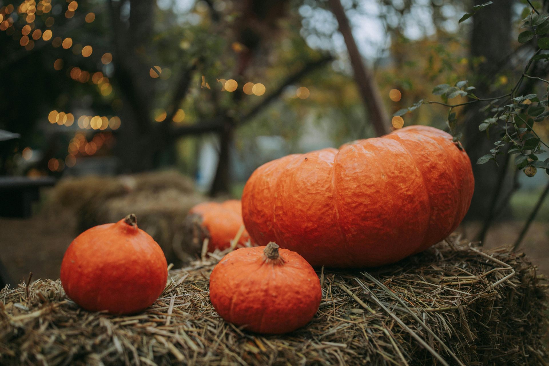 Three orange pumpkins on hay bales, fall outdoor setting.