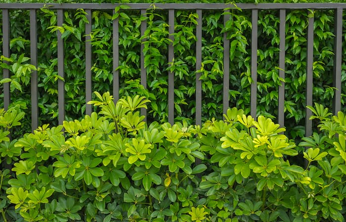 A Metal Fence Surrounded By Green Plants And Leaves — A Betta Fence 'N' Yard In Port Macquarie, NSW