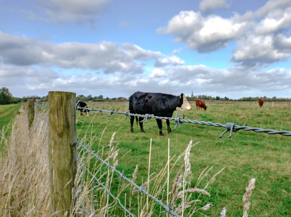 A Cow Is Standing In A Field Behind A Barbed Wire Fence — A Betta Fence 'N' Yard In Port Macquarie, NSW