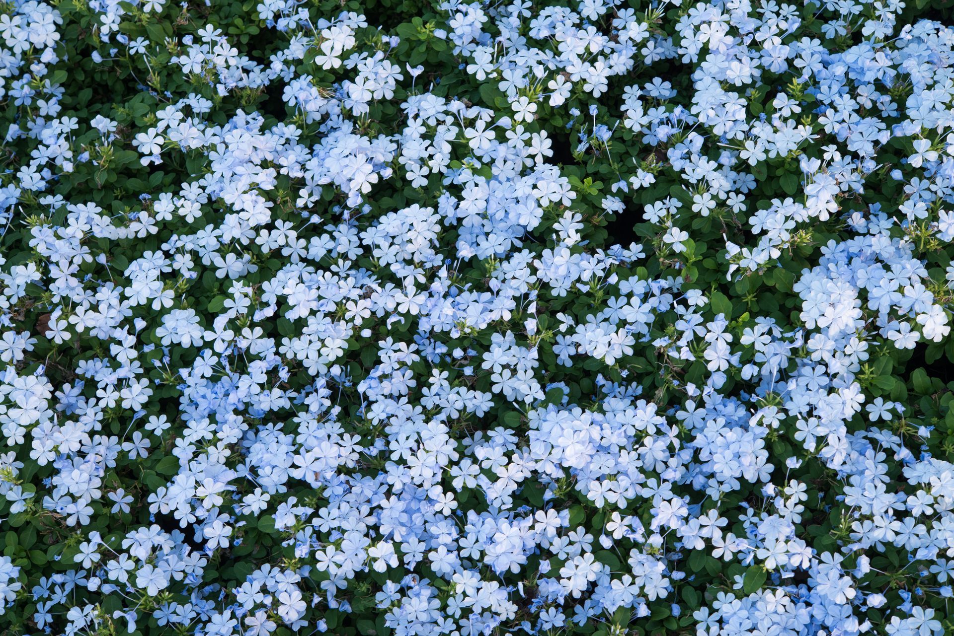 Dense cluster of pale blue flowers with dark green foliage