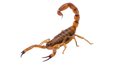 A close up of a scorpion on a white background.