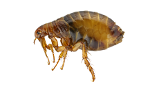 A close up of a flea on a white background.