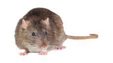A brown rat with a long tail is sitting on a white background.