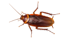 A cockroach is crawling on a white surface.