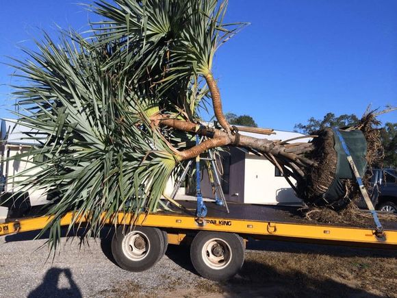 Equipment with Tree  — Earthmoving Services  in Benaraby, QLD
