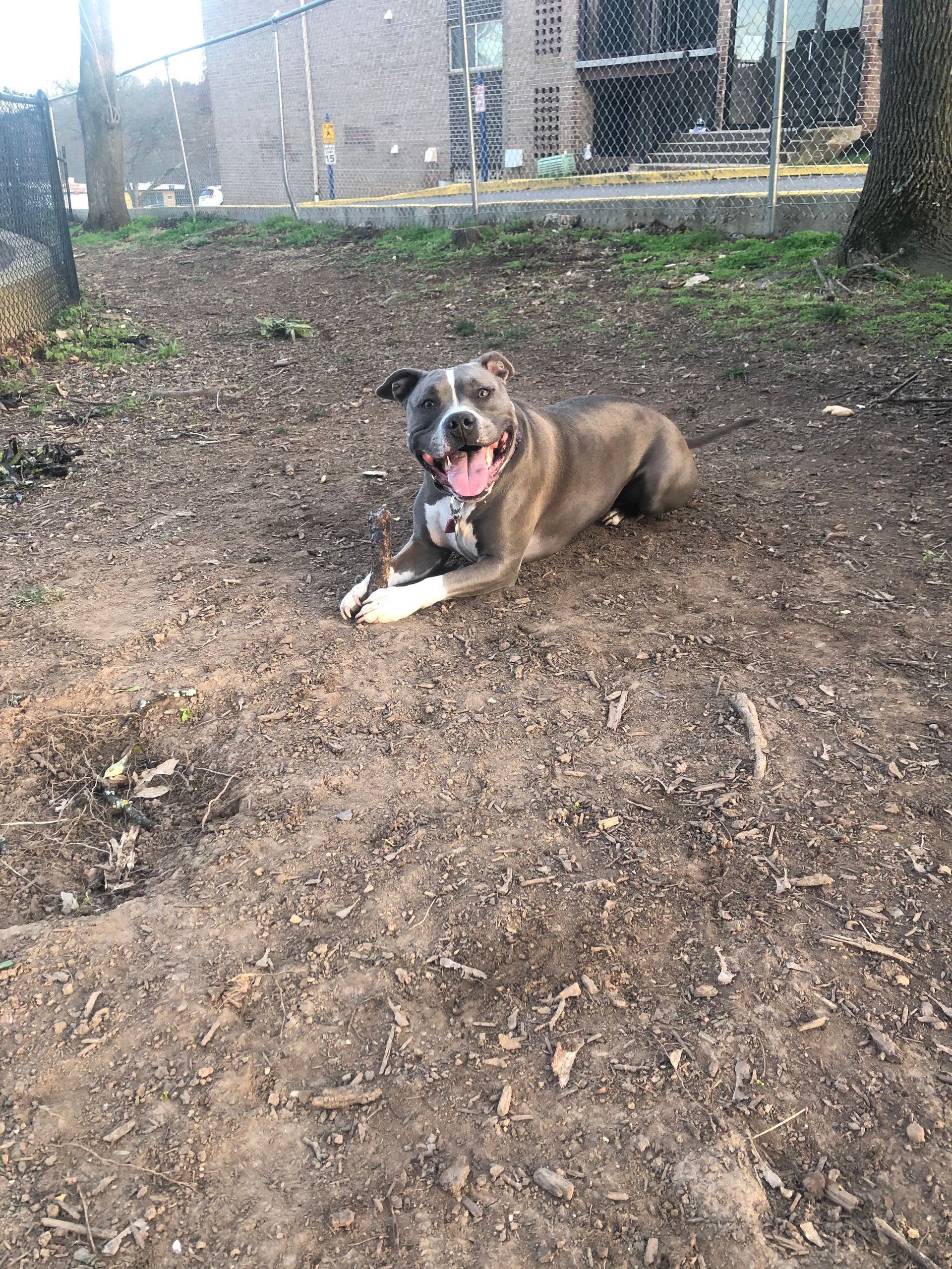 Bernice's cute dog Nellie laying in the dirt with a stick between her paws and a big smile