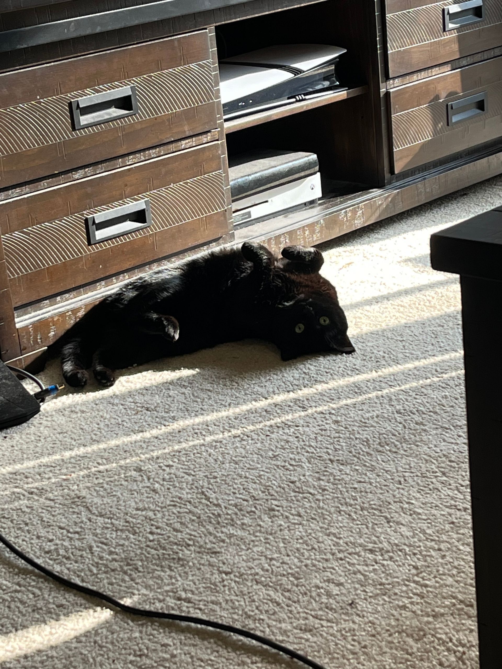 Bernice's cat Luna rolling in a ray of sunshine on the carpet