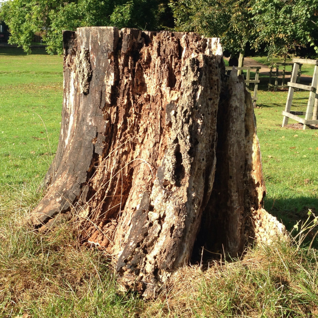 tree-service-avondale-arizona