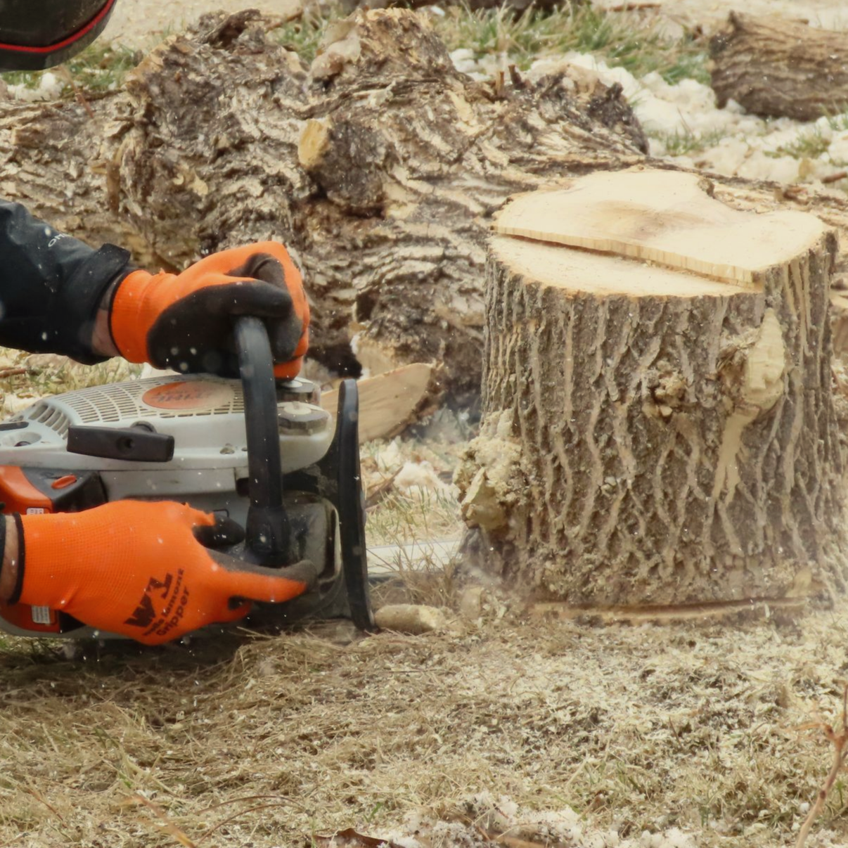 tree-service-avondale-arizona