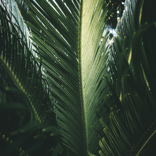 tree-service-avondale-arizona