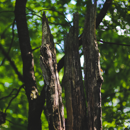 tree-service-avondale-arizona