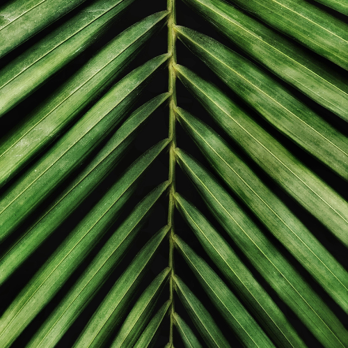 tree-service-avondale-arizona