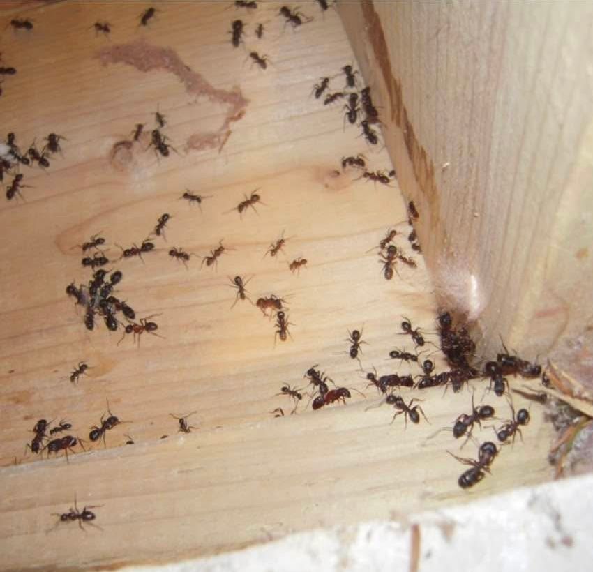 A bunch of ants are crawling on a piece of wood