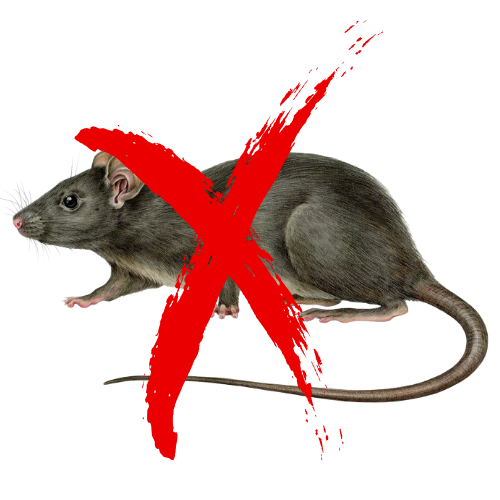 Gray rat with red 