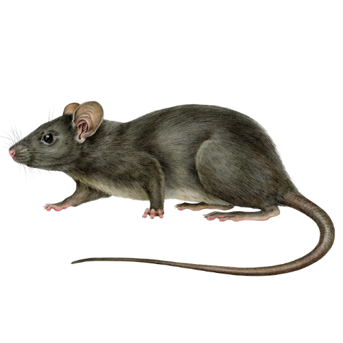 Gray rat with large ears and long tail.