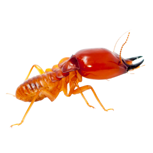 Termite with brown body, reddish-brown head, and black mandibles, in profile on white.
