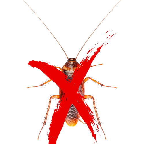 Cockroach with a red 