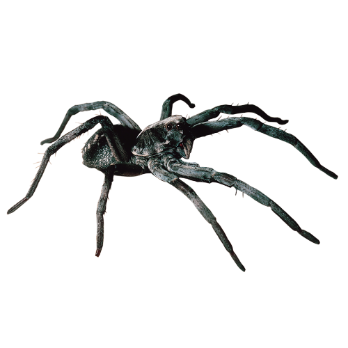 Dark gray spider with eight legs.