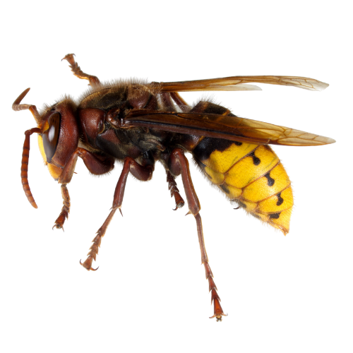 European hornet with brown thorax, yellow and black striped abdomen, and translucent wings.