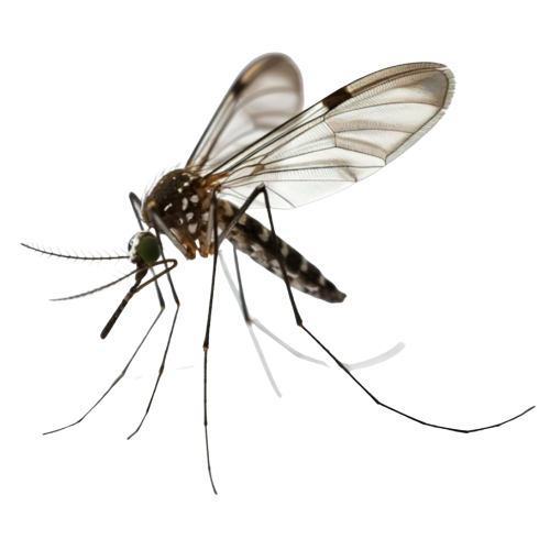 Mosquito with transparent wings, long legs, and a patterned body, isolated on white.