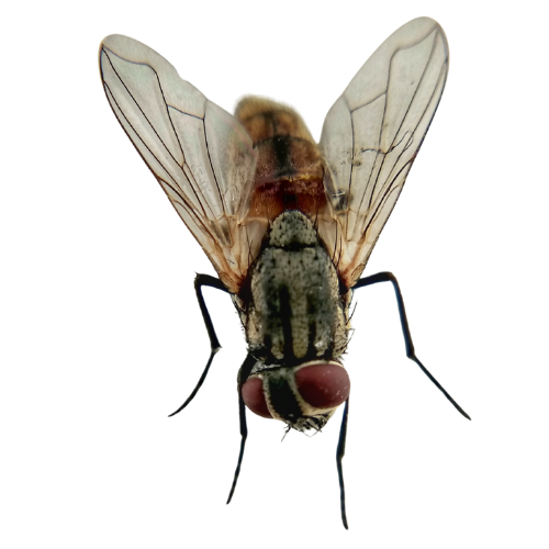 Fly with transparent wings, red eyes, and striped body, viewed from above.