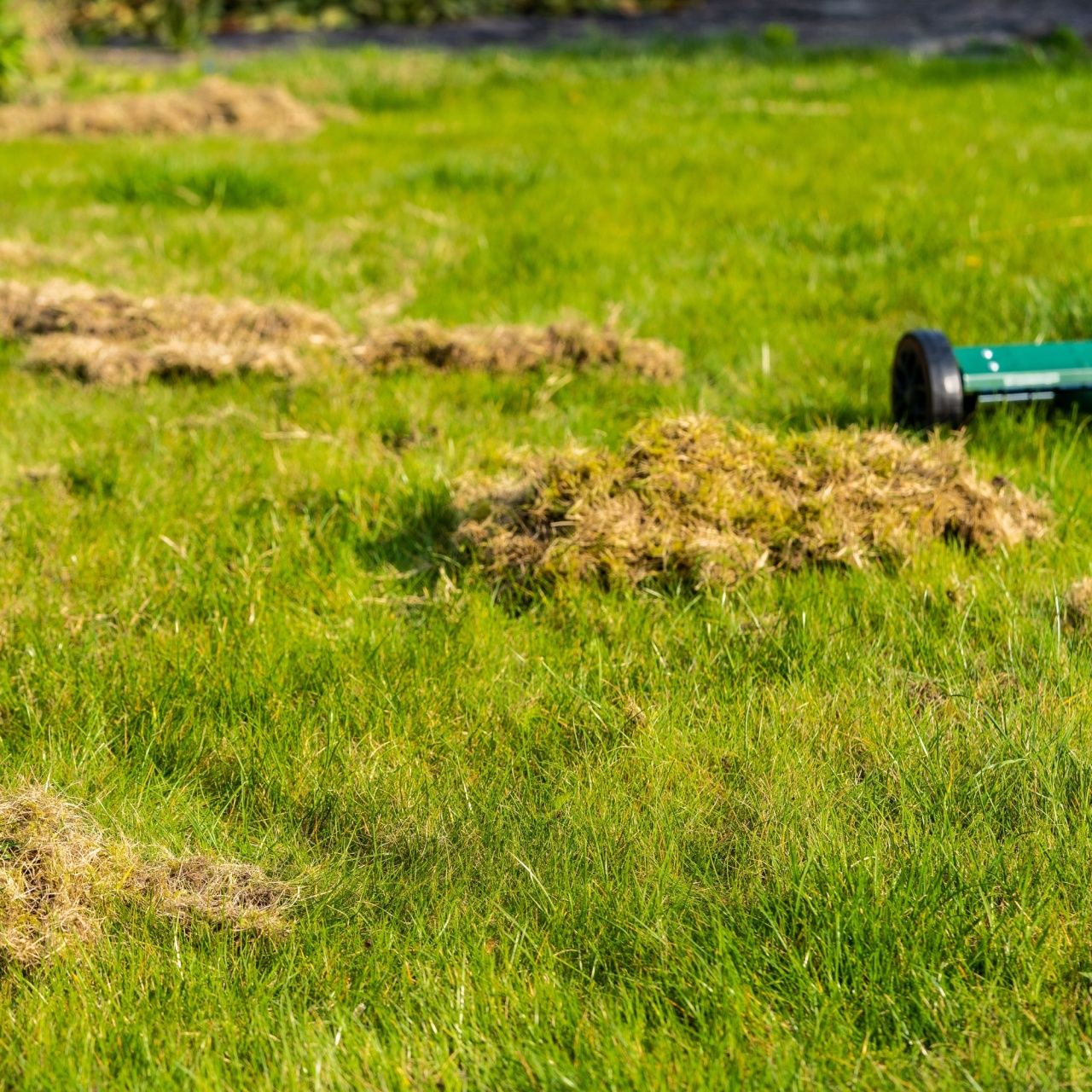 Pressure Washing The Deck A grassy lawn with clumps of brown thatch and a green thatch rake.
