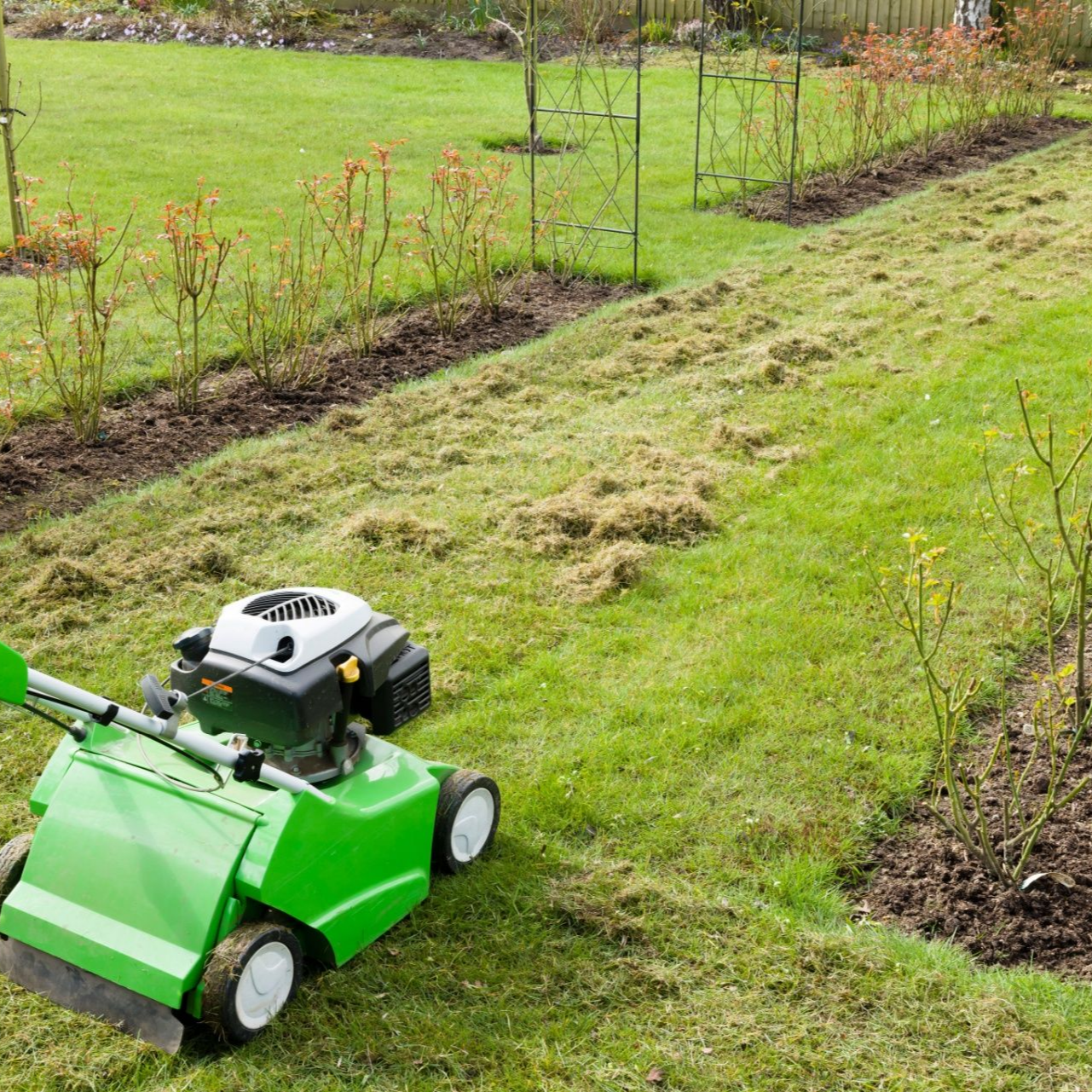 Pressure Washing The Deck Green lawn dethatcher in use, removing thatch from the lawn. Rows of rose bushes in background.