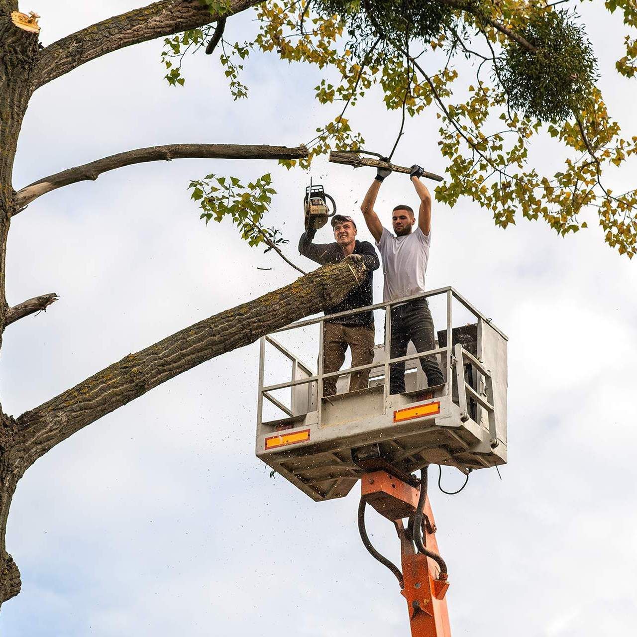 Two people on a lift cut a tree branch with a chainsaw, outdoors under a cloudy sky.