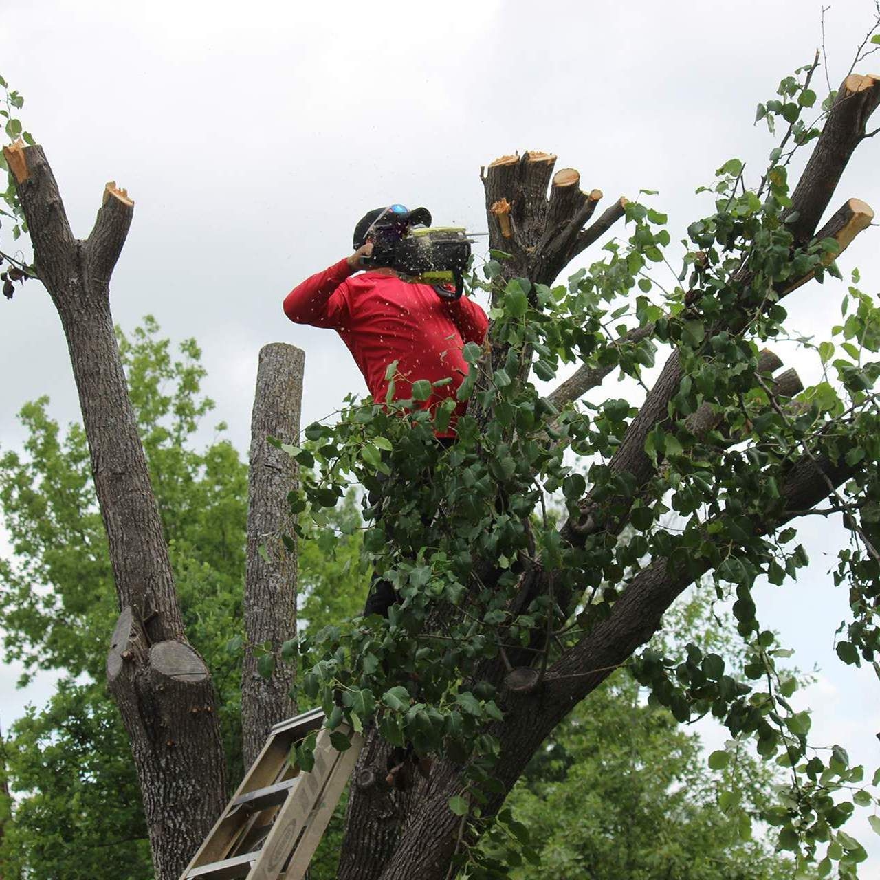 Pressure Washing The Deck Person in red suit using a chainsaw to trim a tree, standing on a ladder.