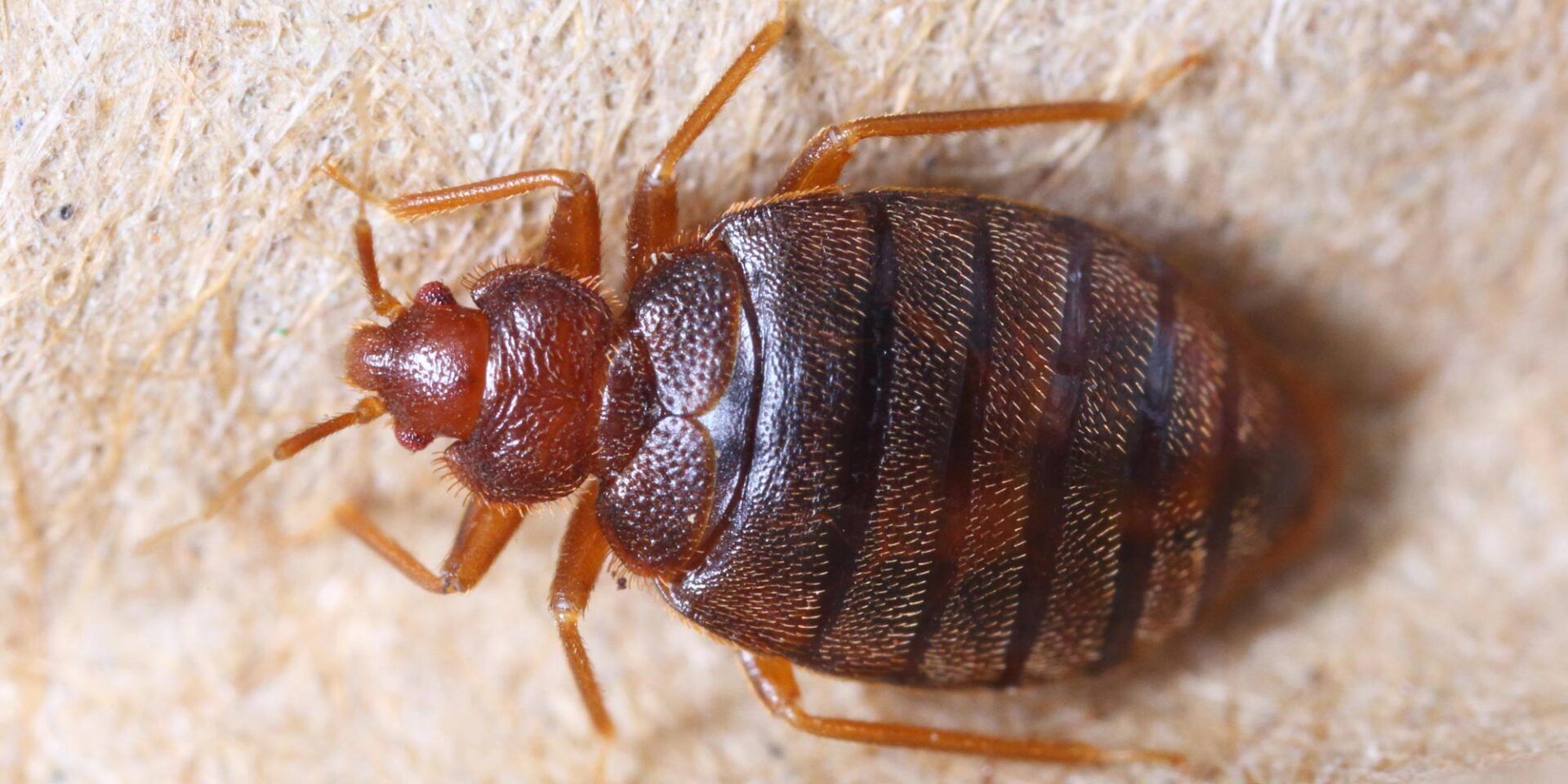 Bed Bug Insect — Grayling MI — Environmental Pest Control