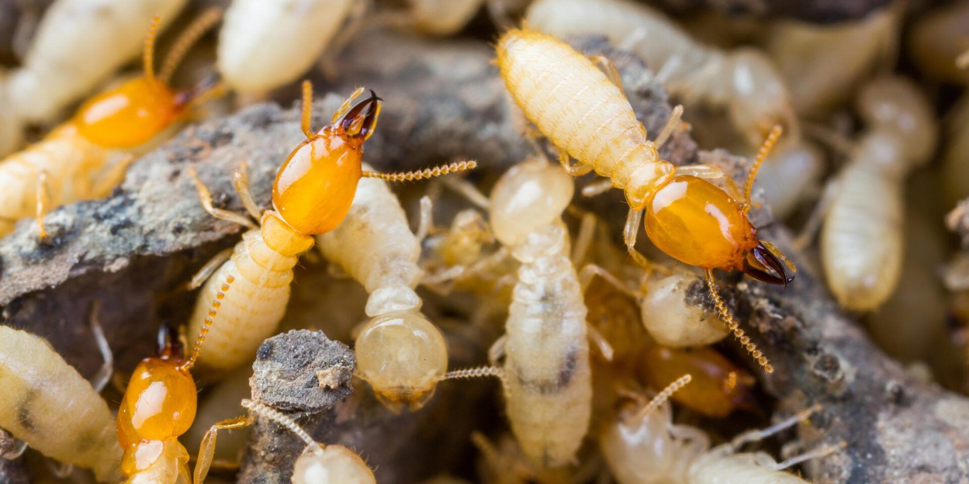 Termites — Grayling MI — Environmental Pest Control
