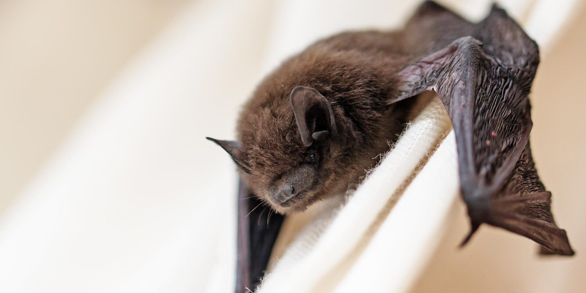 Bat On Wall — Grayling MI — Environmental Pest Control