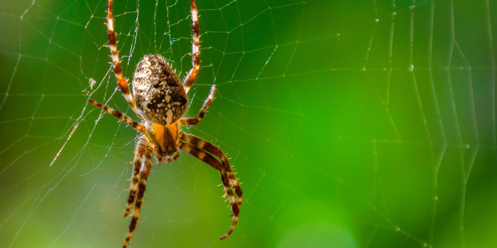 Spider On Web — Grayling MI — Environmental Pest Control