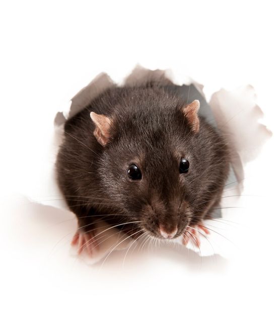 Black Mice — Grayling MI — Environmental Pest Control